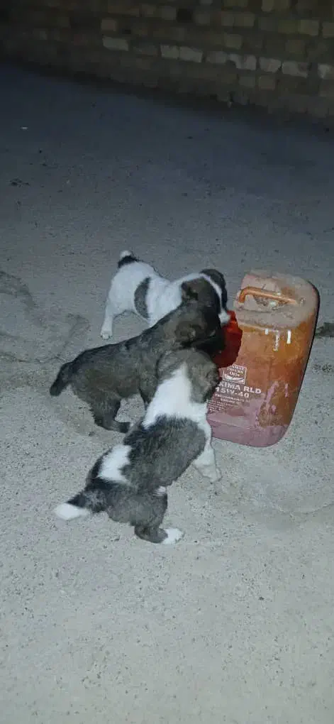 سگ پنج ماهه و دو ماهه آدمی|سگ|بوئین زهرا, |دیوار