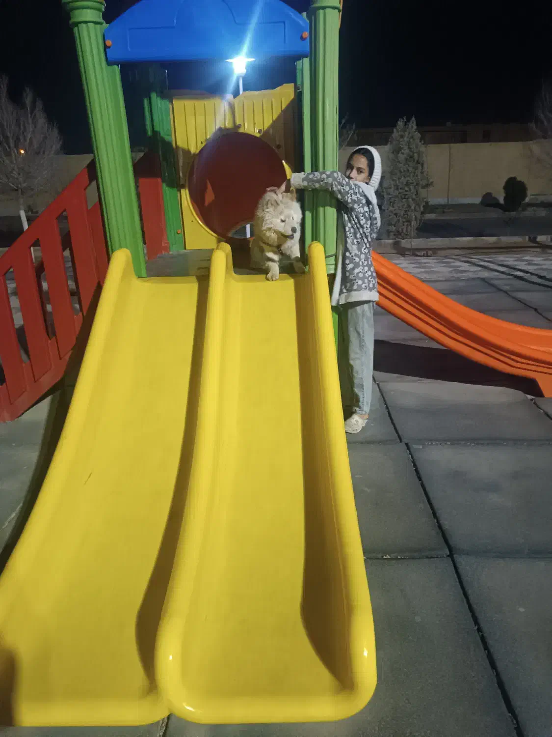 سگ چاو چاو|سگ|یزد, |دیوار