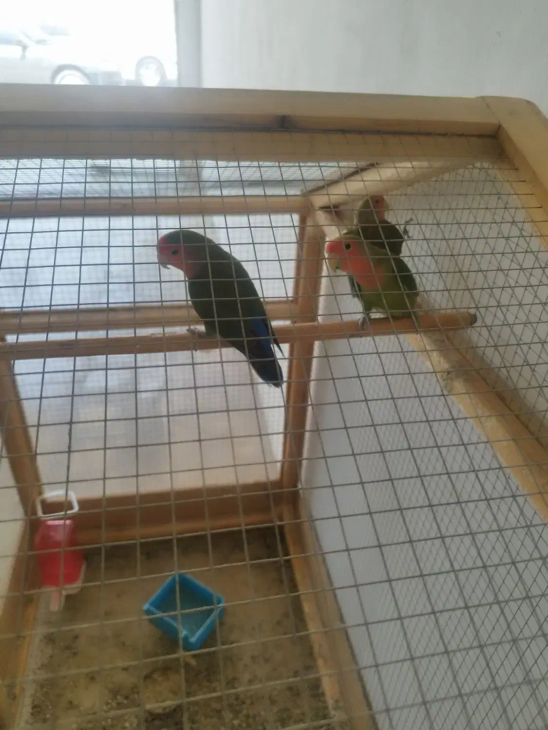 طوطی برزیلی همراه  یک جوجه|پرنده|بندر کنگان, |دیوار