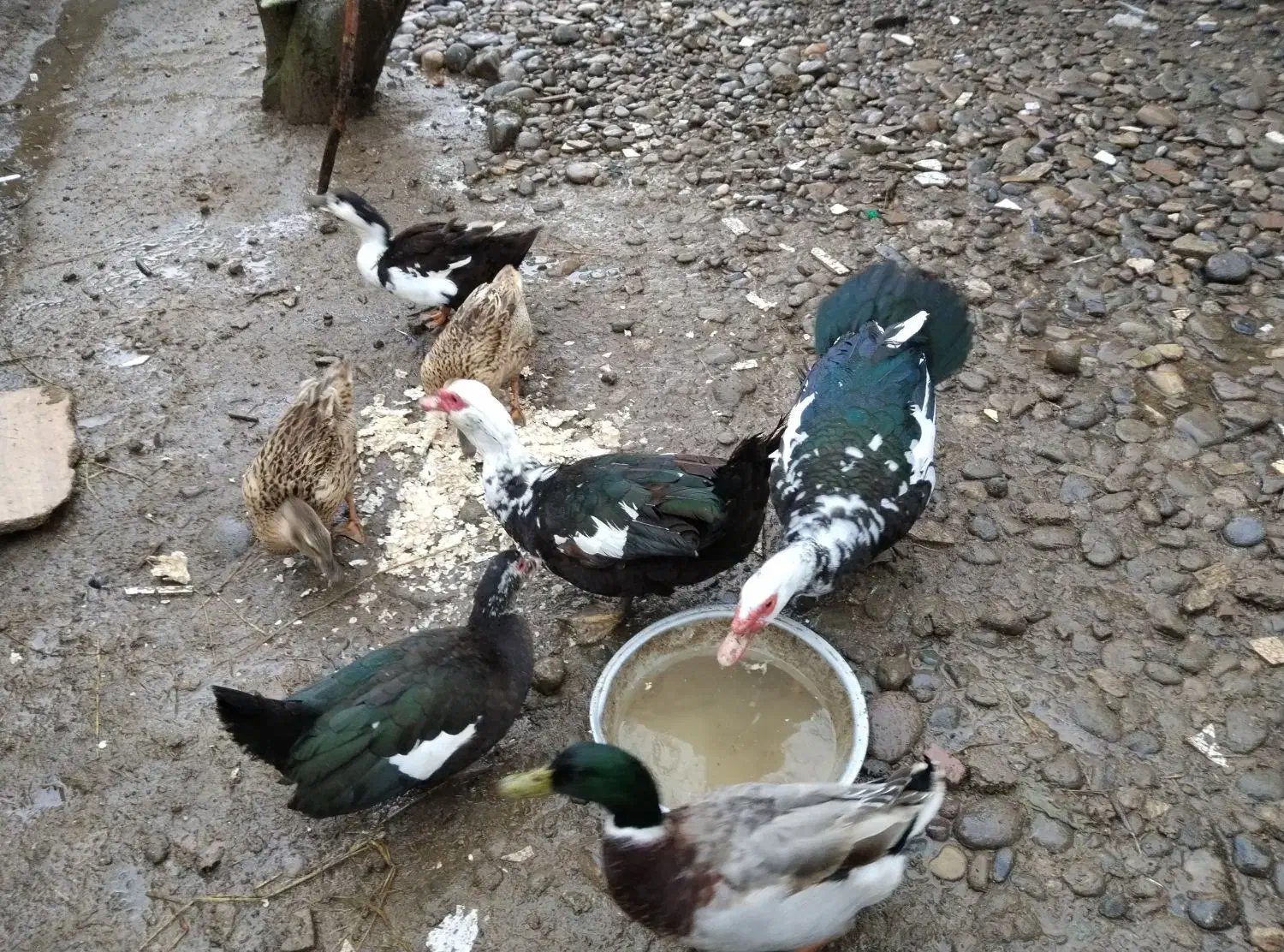 اردک محلی و اسراییلی|حیوانات مزرعه|رشت, لاکان|دیوار