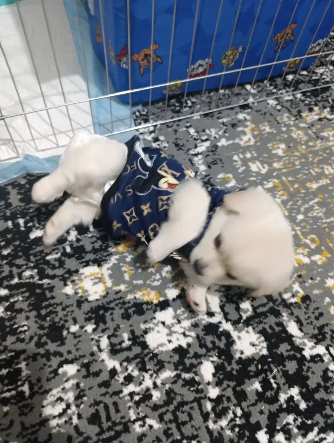 سگ پودل کراس مالتیز فقط8500|سگ|کرج, فاز ۴ مهرشهر|دیوار