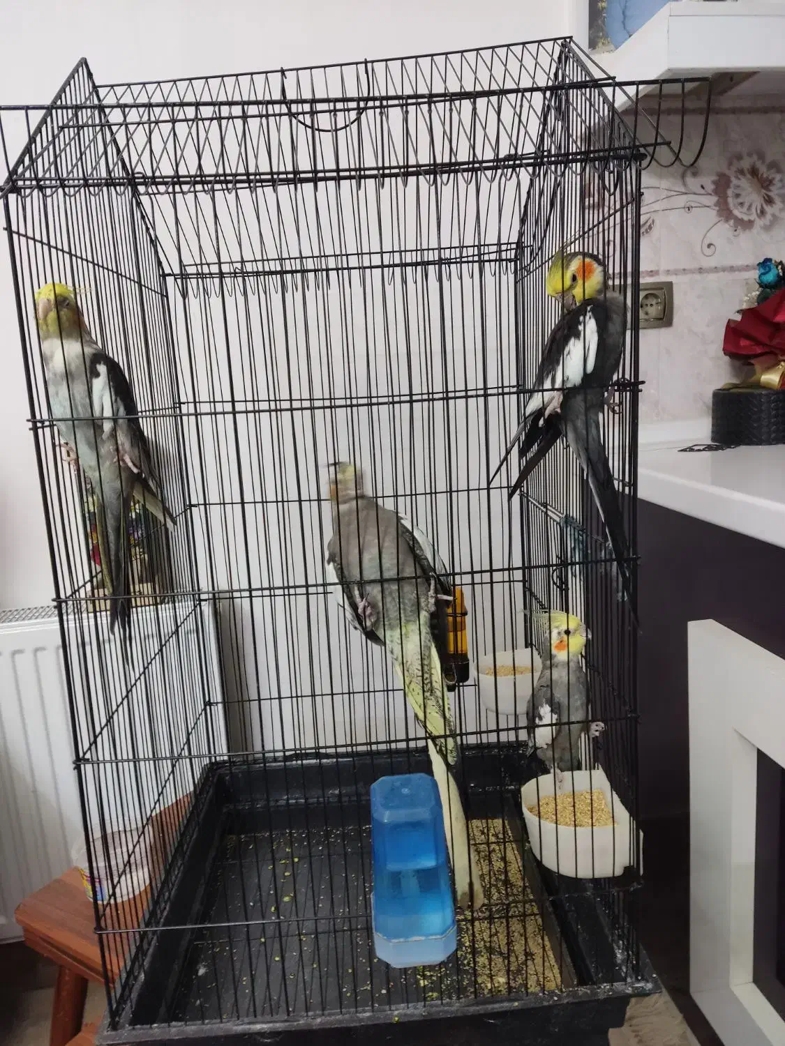 عروس هلندی|پرنده|بروجن, |دیوار