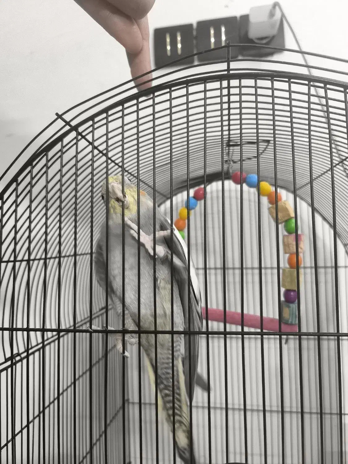 عروس هلندی و مرغ عشق قفس|پرنده|چناران, |دیوار