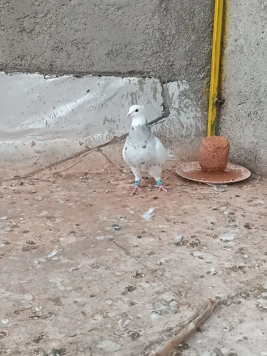 طوقی ماده کرم کبوتر|پرنده|همدان, |دیوار