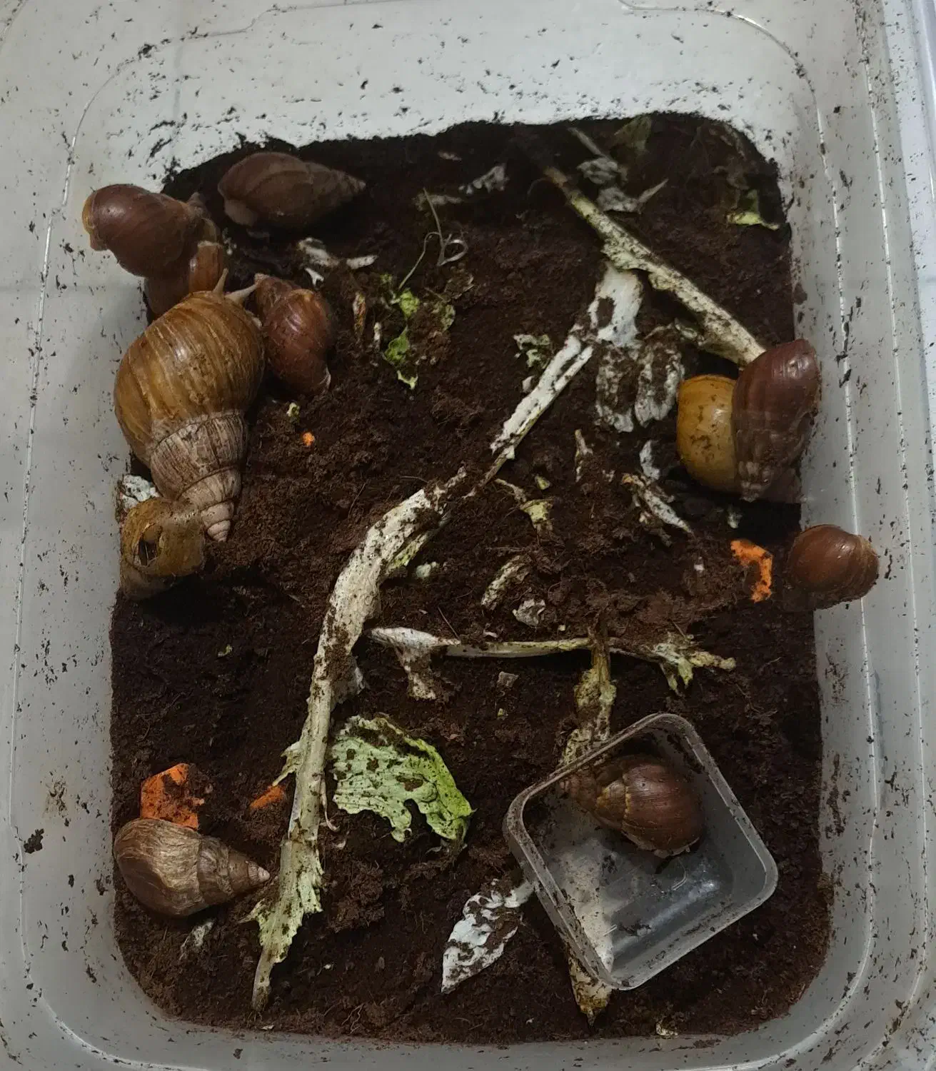 حلزون|خزنده|تهران, یاخجی آباد|دیوار