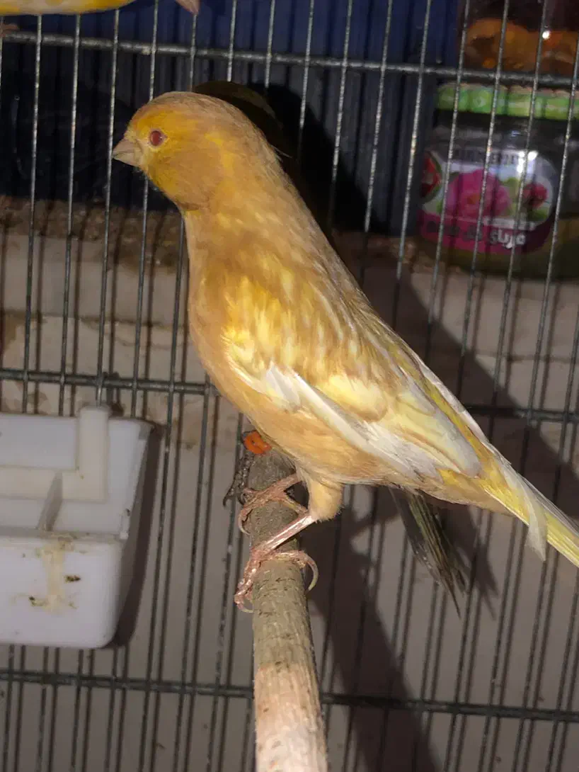 قناری جیبر سوپر رسمی|پرنده|قزوین, |دیوار