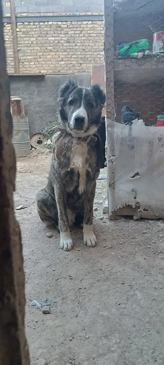 سگ آلابای|سگ|مشهد, شهید شهریاری|دیوار