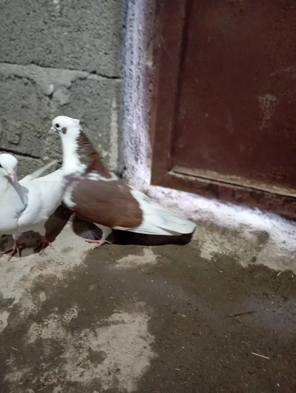 قم‌شده|حیوانات|هریس, |دیوار