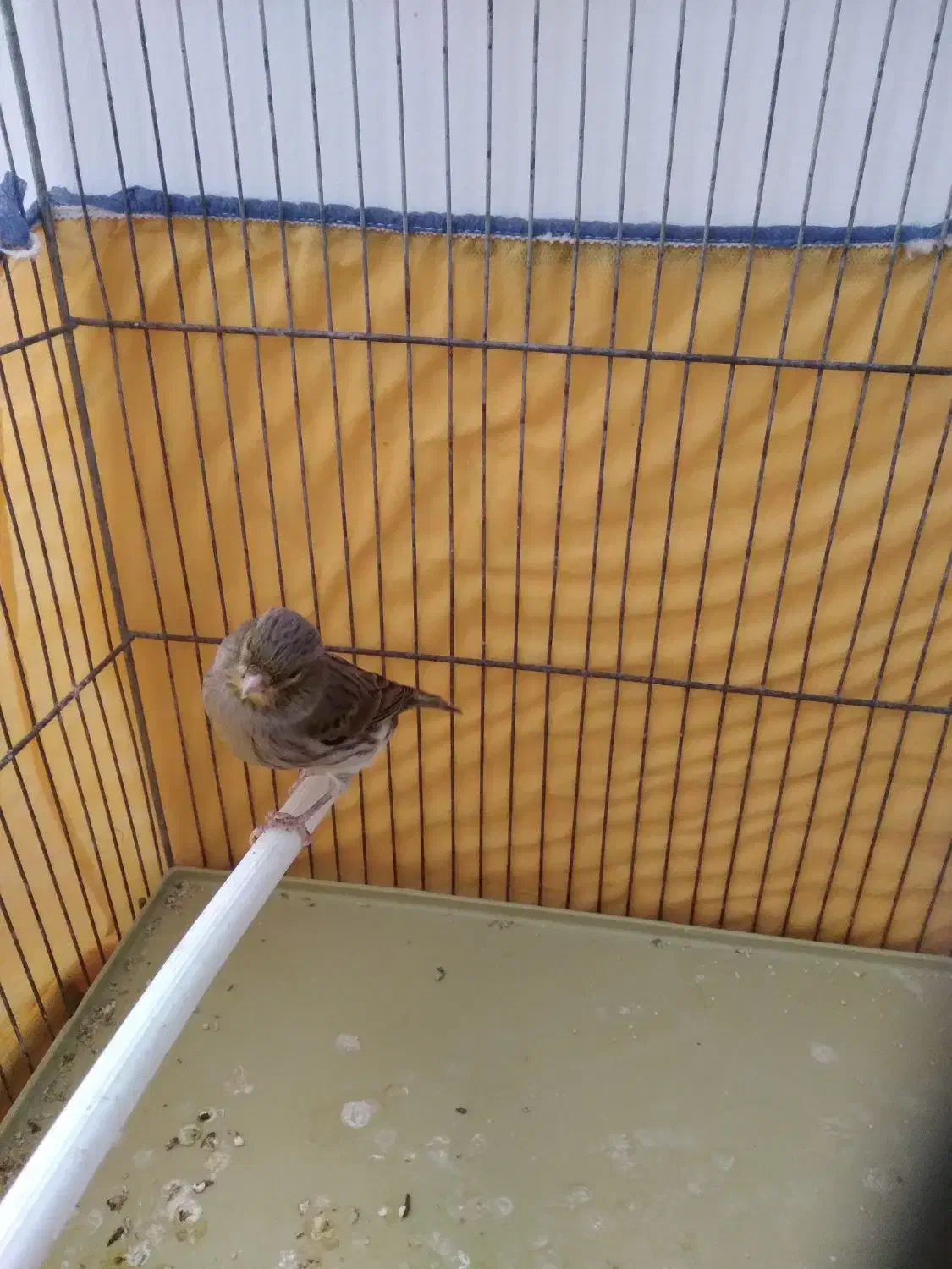 قناری نر جوان|پرنده|کنگاور, |دیوار