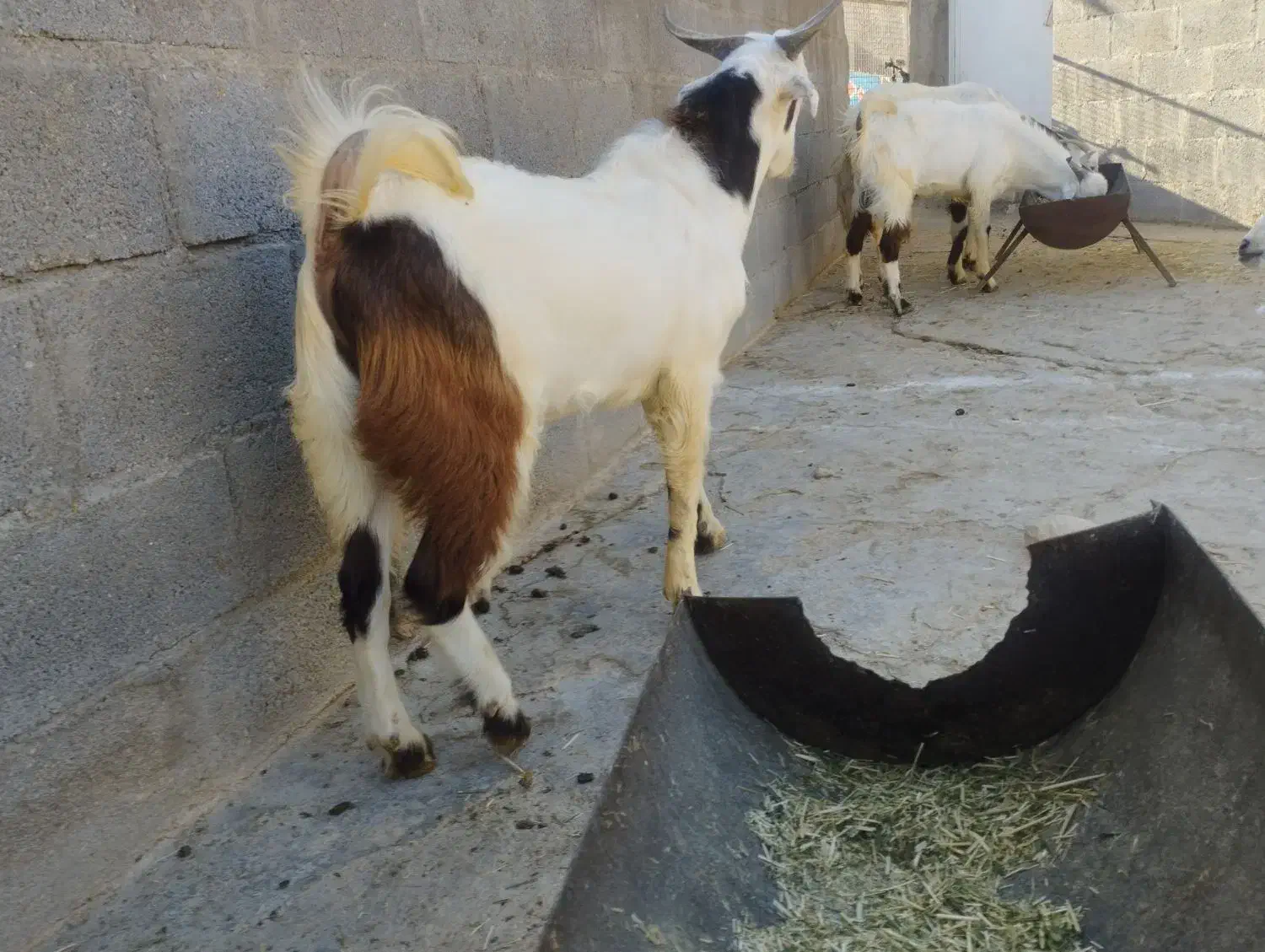 کهره نر خانگی|حیوانات مزرعه|اشکنان, |دیوار