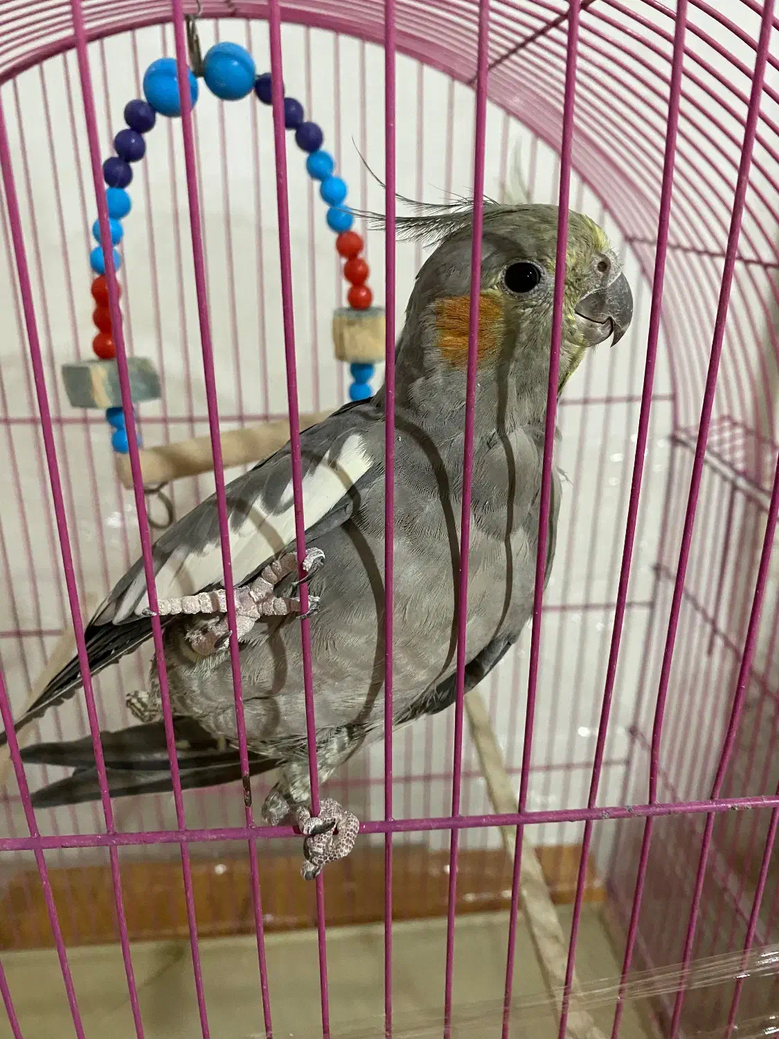 عروس هلندی|پرنده|مهاباد (آذربایجان غربی), |دیوار