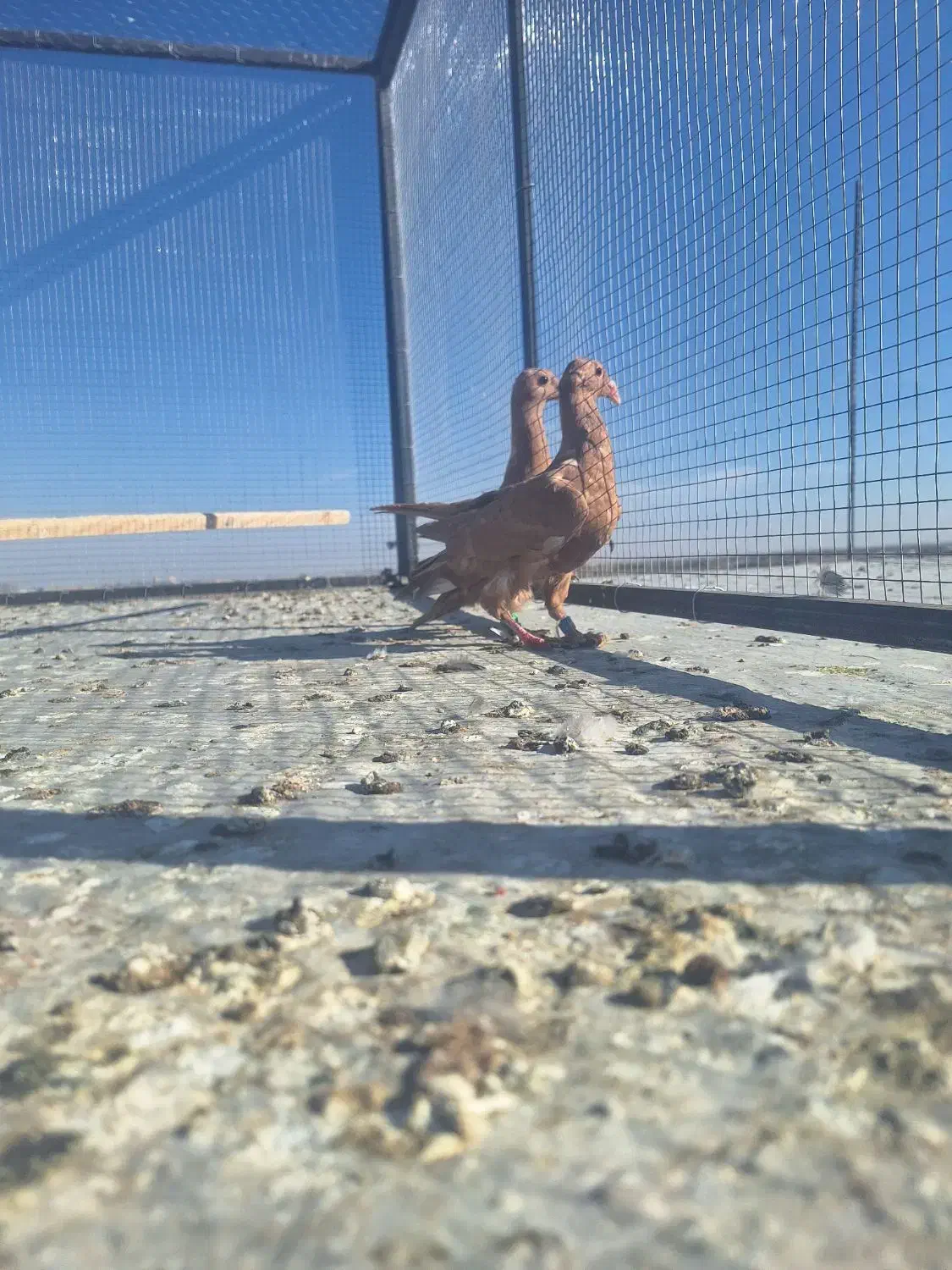 کفتر جوجه زرد کرمانی درجه یک|پرنده|تربت‌حیدریه, مسجد جامع|دیوار