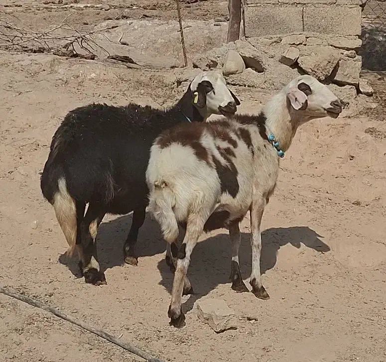 2 راس میش جوان خشک پلنگی و افشار|حیوانات مزرعه|دره شهر, |دیوار