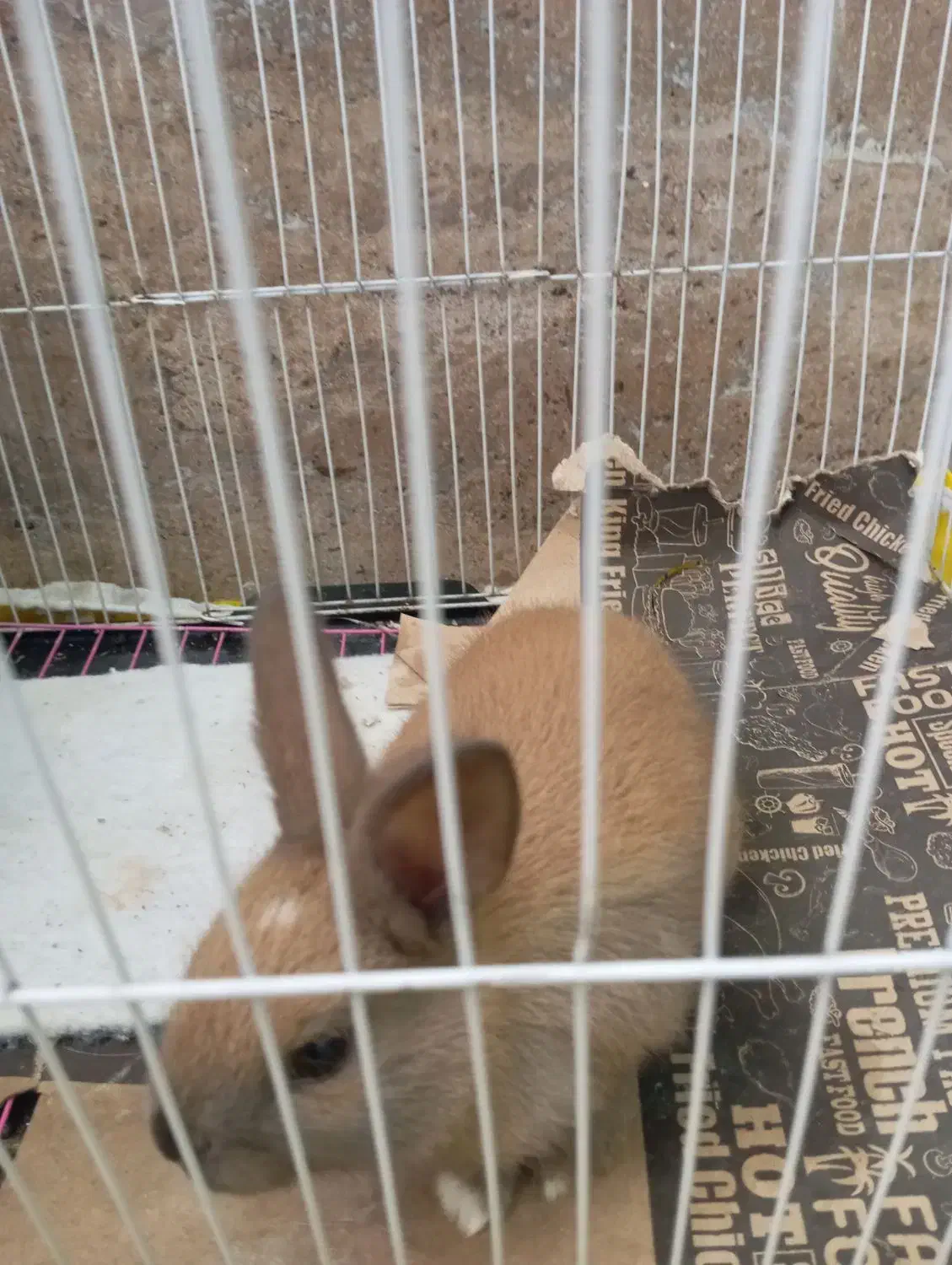 خرگوش مینیاتوری|موش و خرگوش|بندر ماهشهر, |دیوار