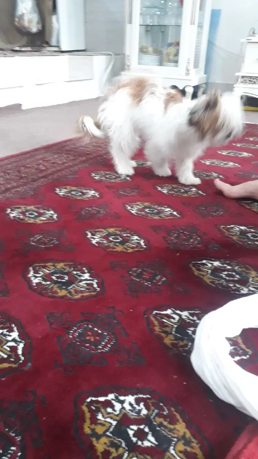 واگذاری سگ شیتزو|سگ|گنبد کاووس, |دیوار