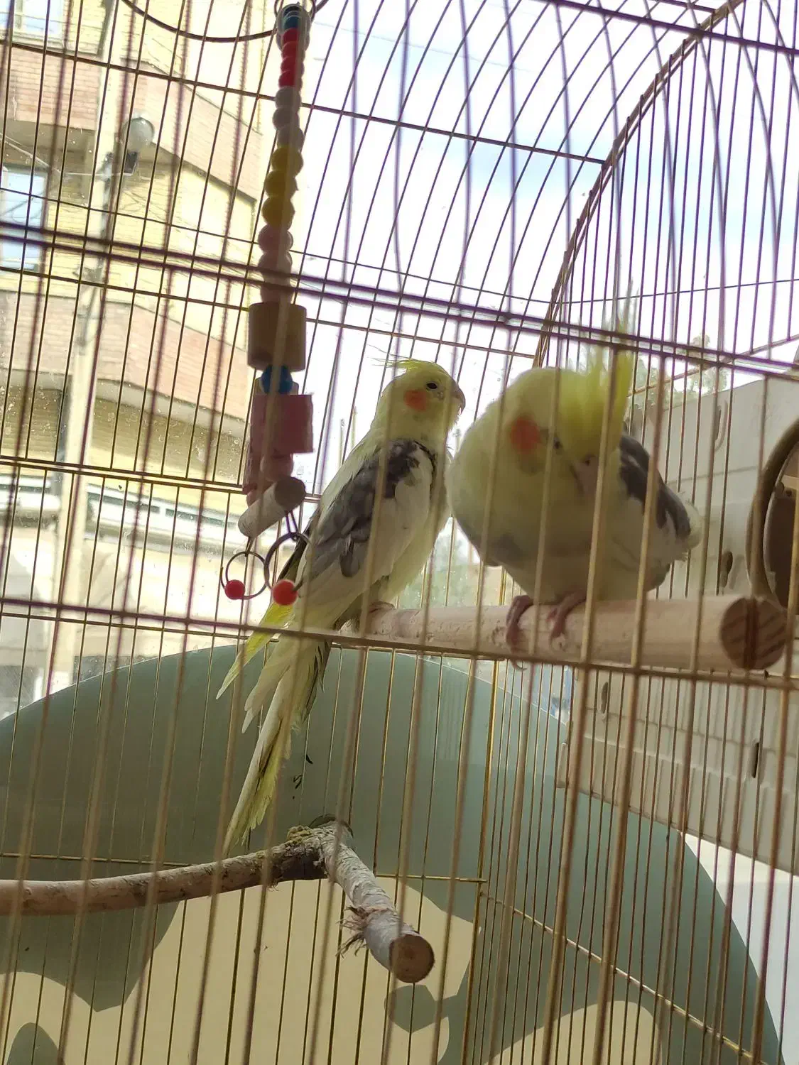 عروس هلندی جفت|پرنده|بوکان, |دیوار