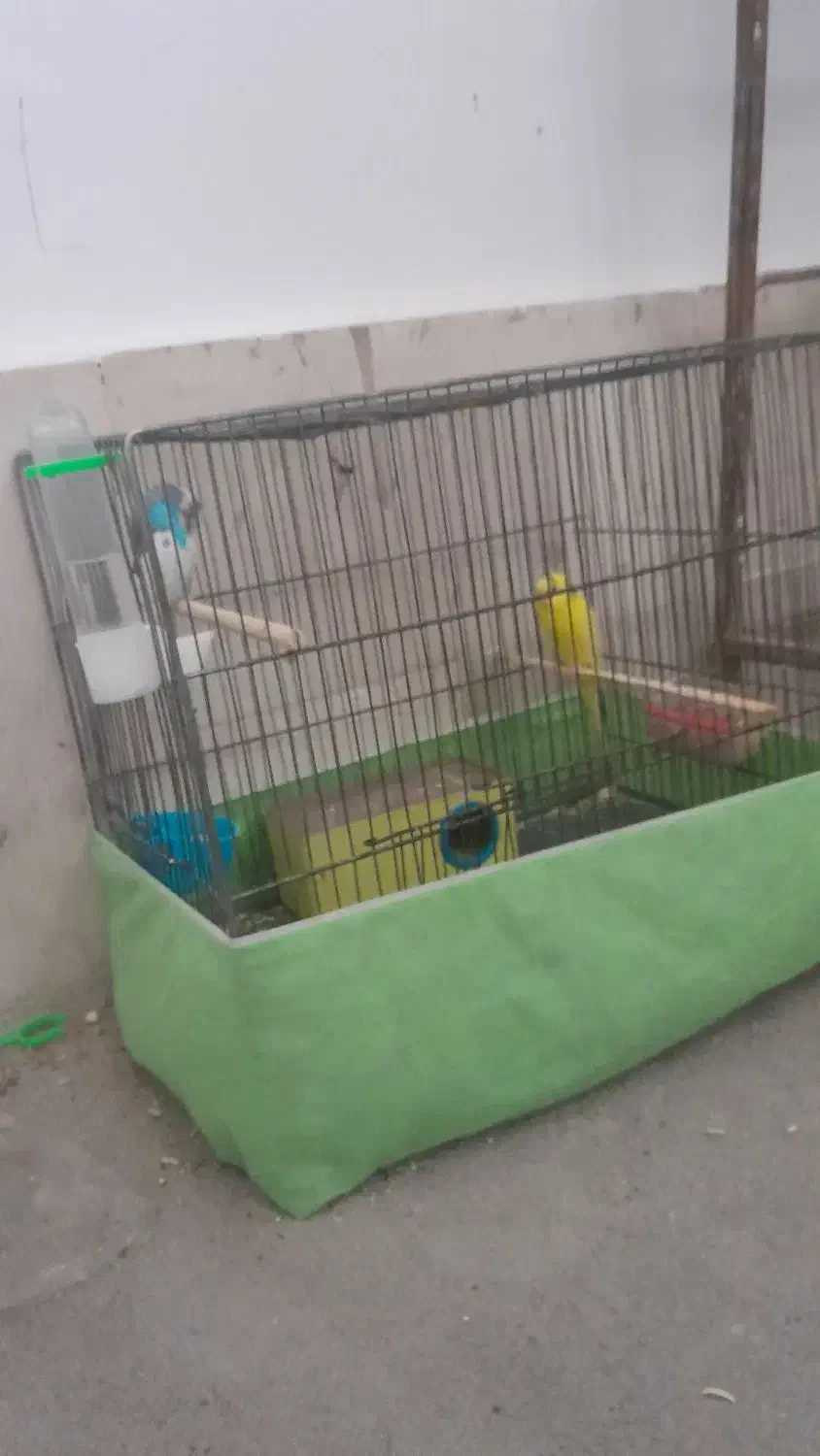 پرنده|پرنده|قم, شهرک فاطمیه|دیوار