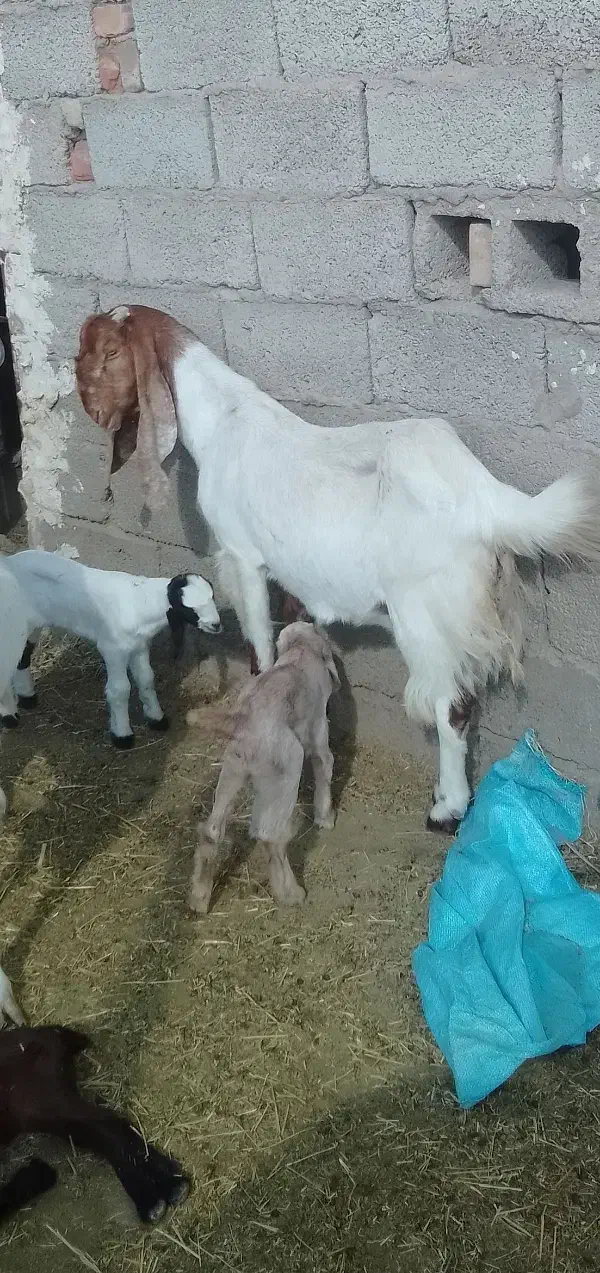 فروش مری با بزغاله|حیوانات مزرعه|خاش, |دیوار