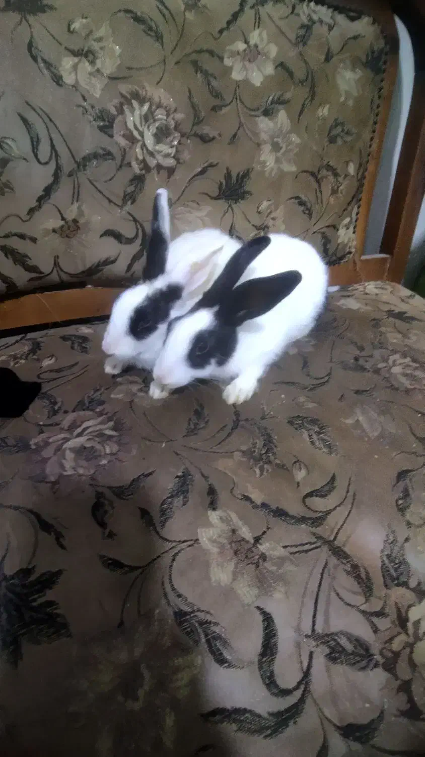 خرگوش نر دو عدد|موش و خرگوش|سبزوار, چهارراه فرودگاه|دیوار