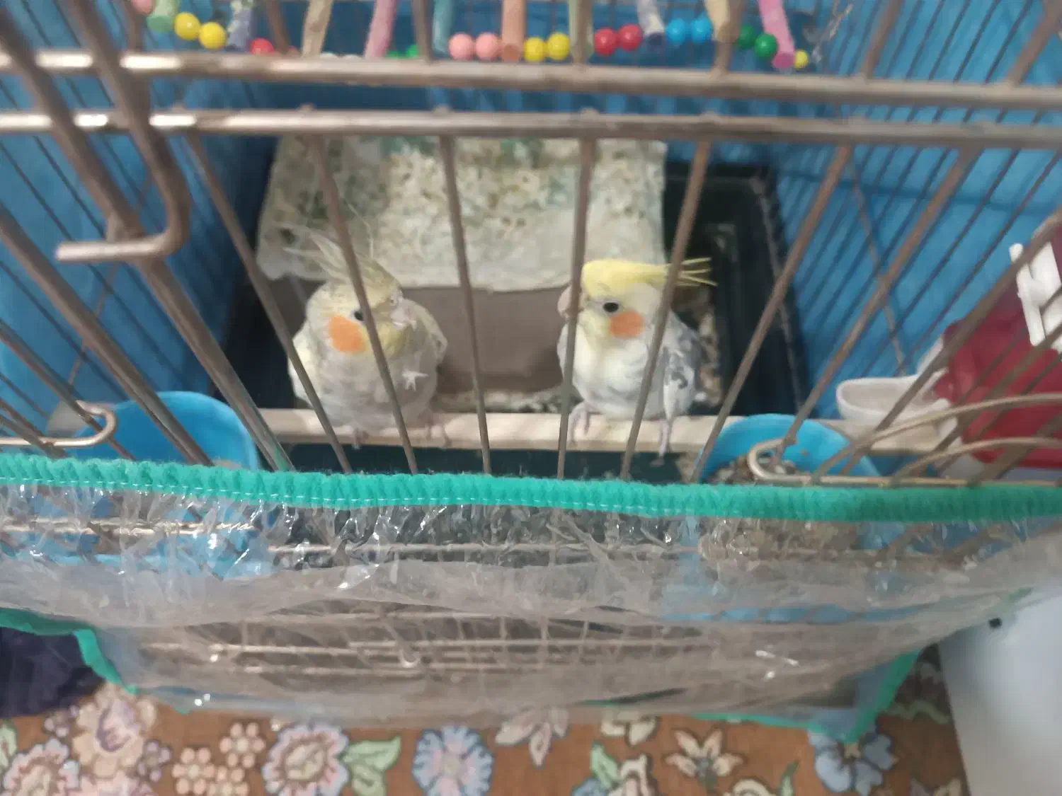 عروس هلندی|پرنده|بهار, |دیوار