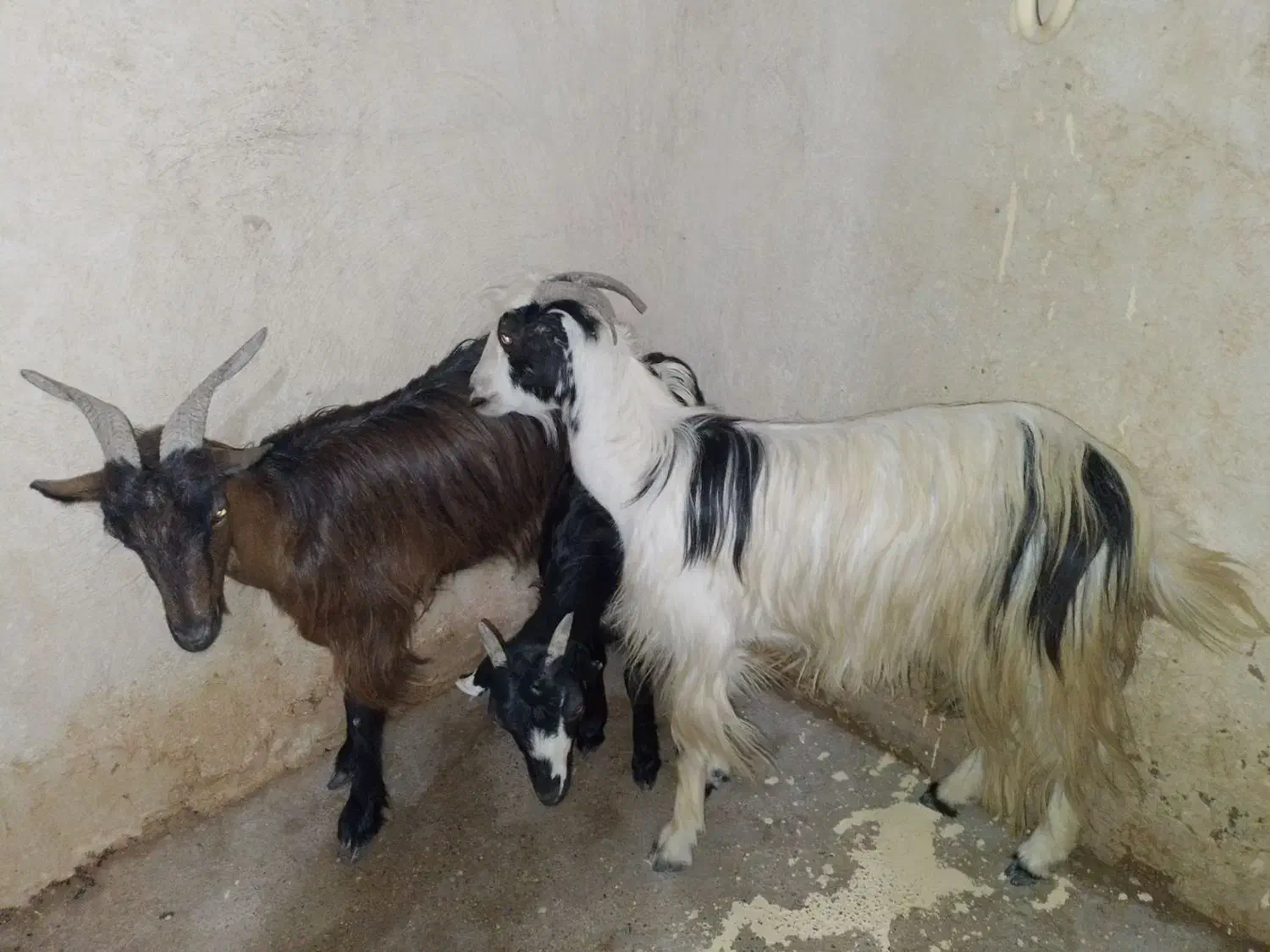 فروش دوعدد ویک تیشتر ..درناصری|حیوانات مزرعه|خورموج, |دیوار