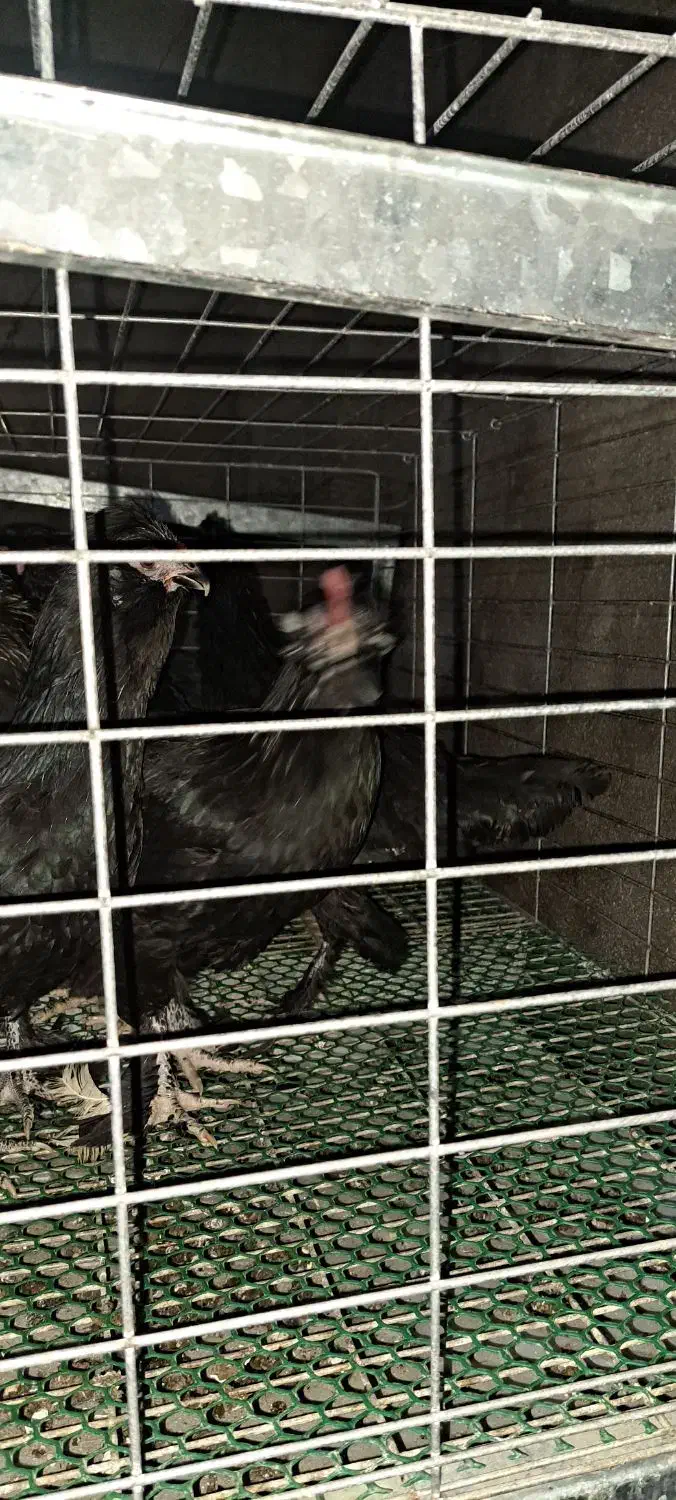 فروش 3مرغ کاکلی پاپر ریشو 6 ماهه|حیوانات مزرعه|آمل, |دیوار