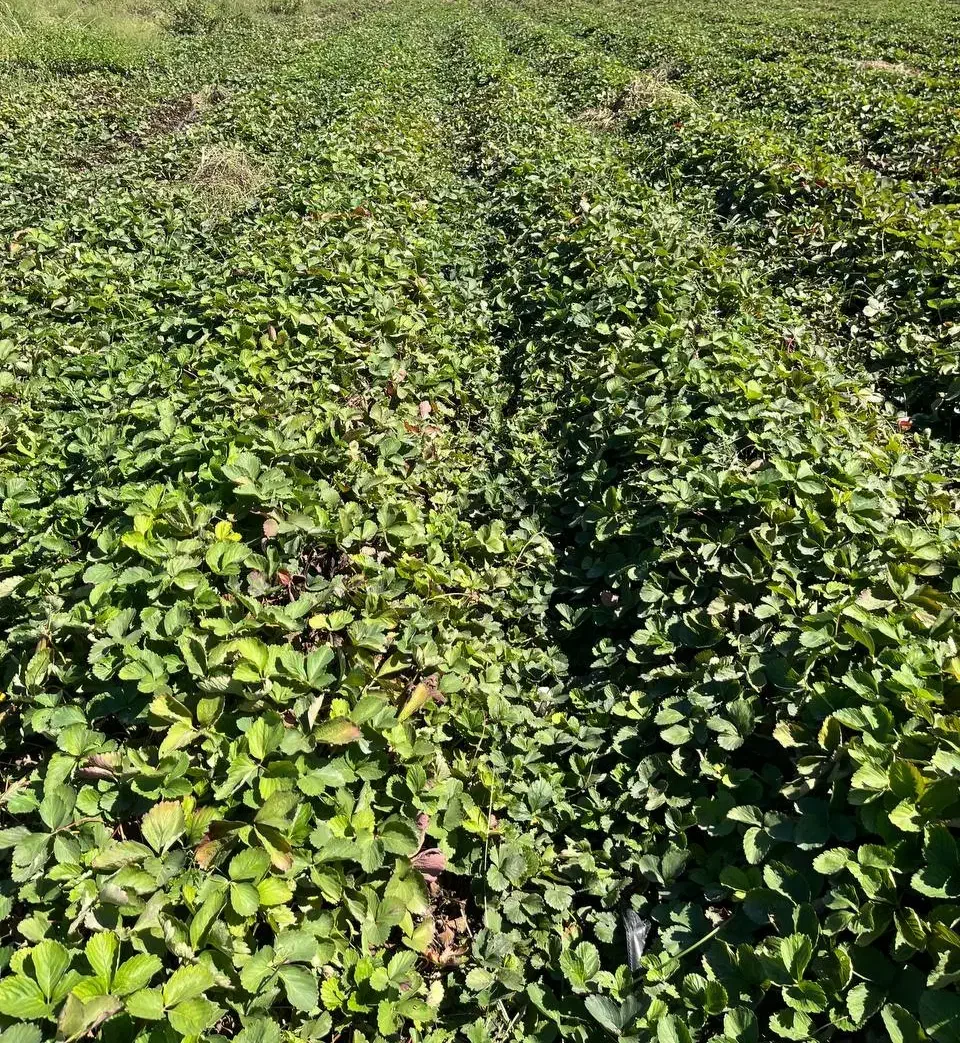 نهال توت فرنگی سابرینا|عمدهفروشی|دلند, |دیوار