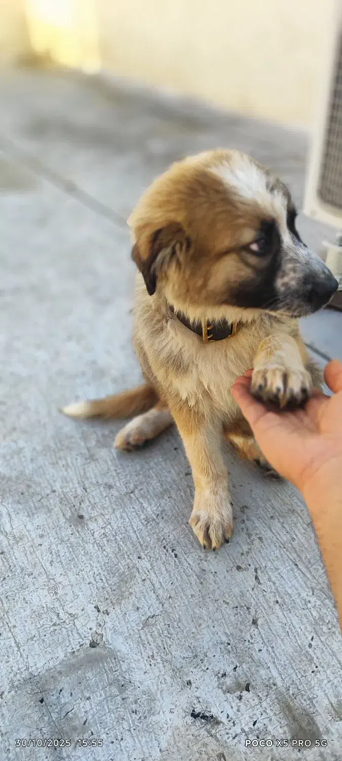 شاه توله سراب اصیل خالص|سگ|کرج, خرمدشت|دیوار