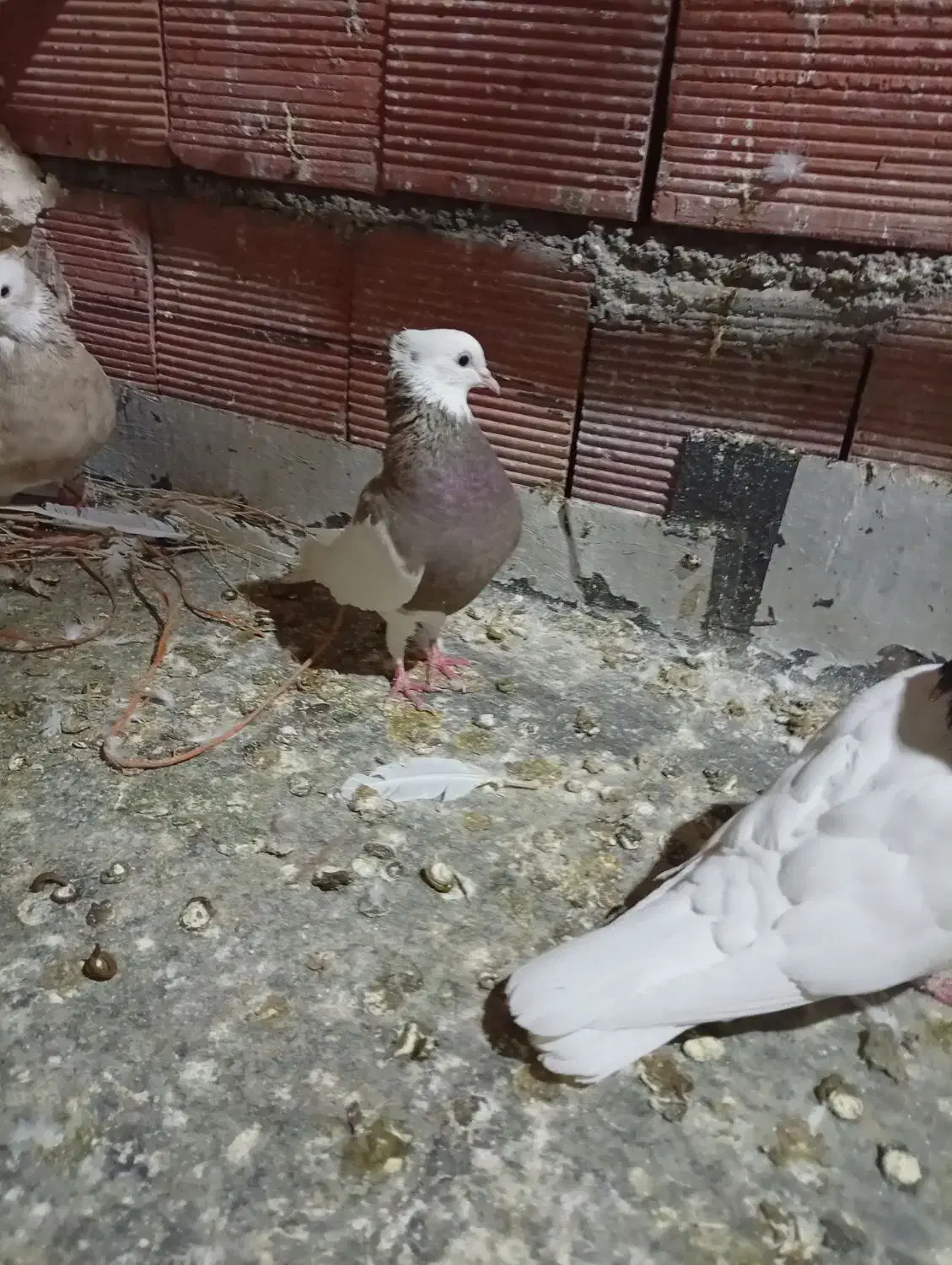 کبوتر طوقی|پرنده|مریوان, |دیوار