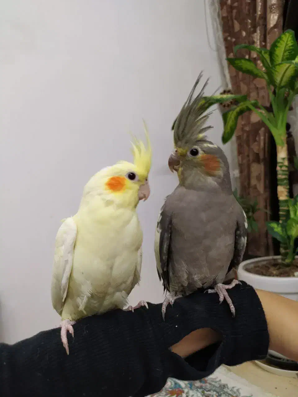 عروس هلندی|پرنده|تربت‌حیدریه, حسنی بالا|دیوار