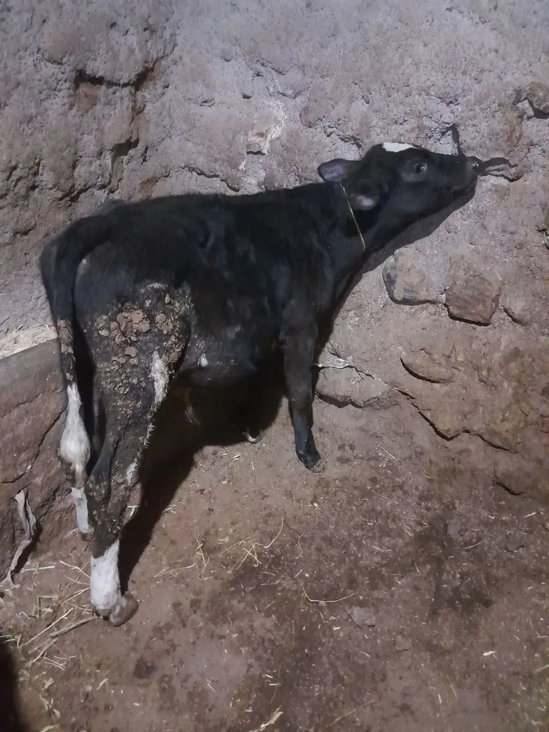 گوساله نر|حیوانات مزرعه|مهربان, |دیوار