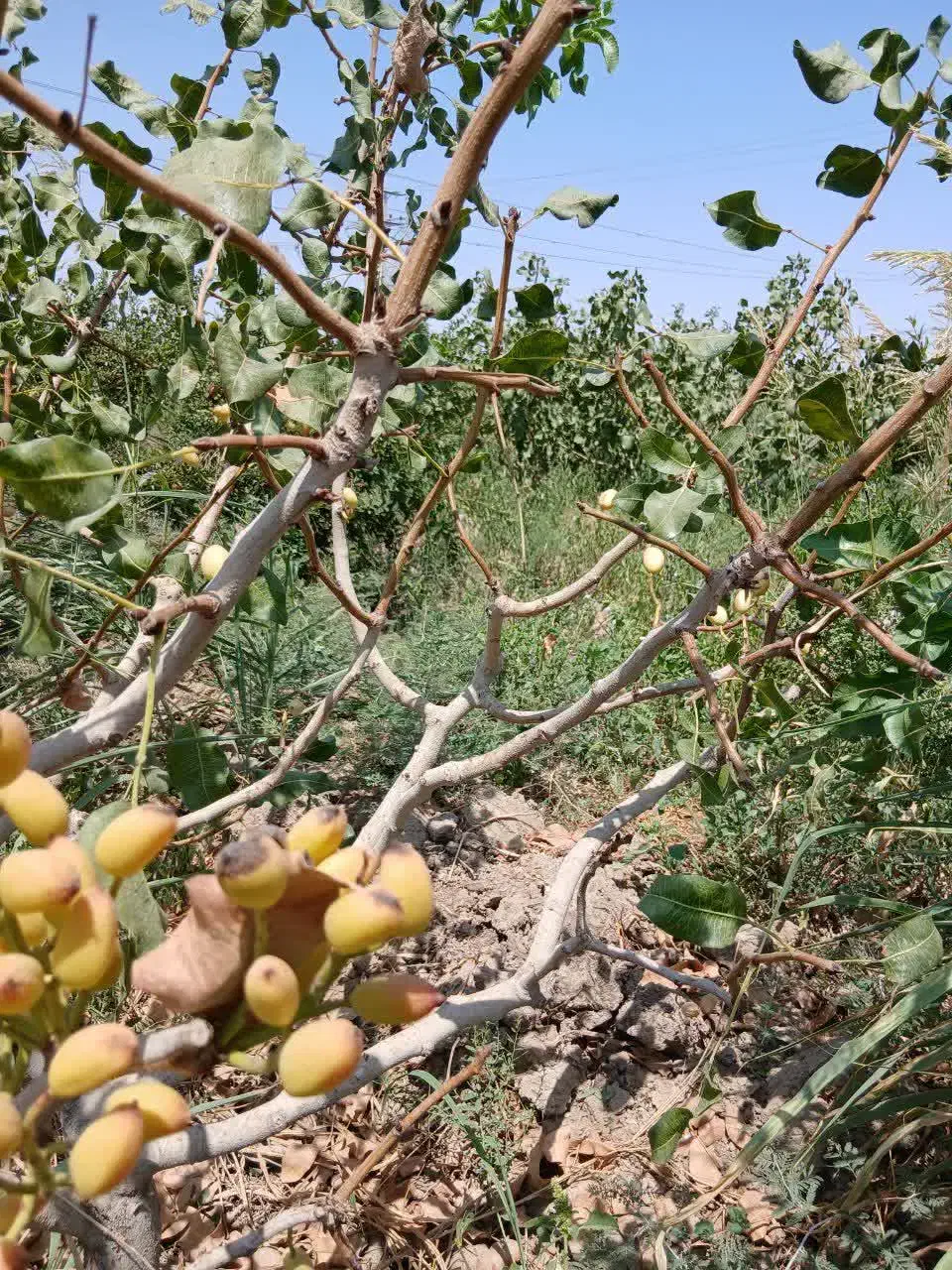 باغ ۵۰۰متری|فروش خانه و ویلا|قم, الوندیه و گذر صادق|دیوار