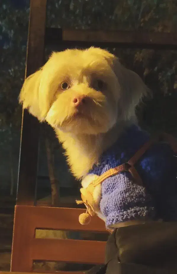 شیتزو کراس آلبینو|سگ|کرج, شهرک اوج|دیوار