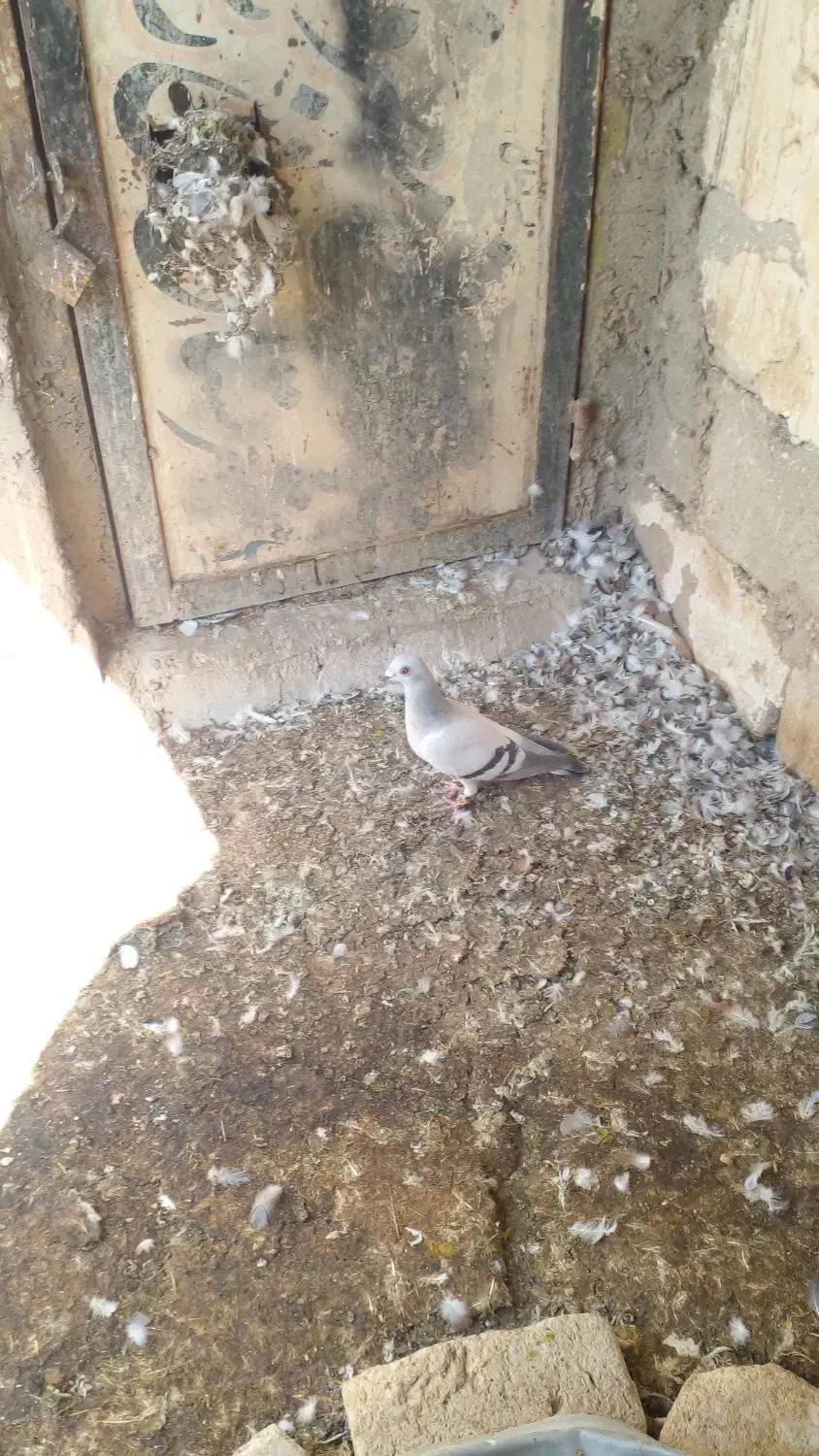 فروش کبوتر|پرنده|نی‌ریز, |دیوار