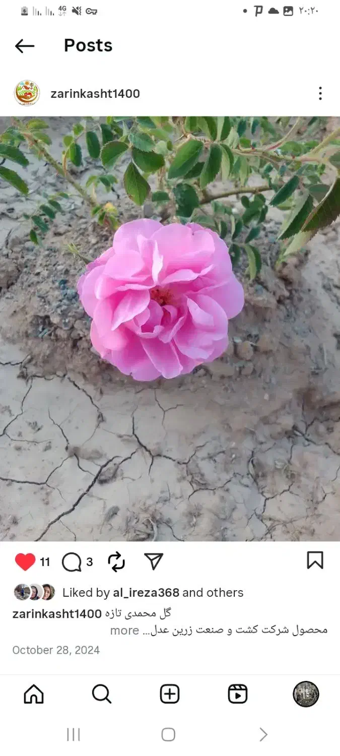 نهال گلمحمدی|خدمات باغبانی و درختکاری|شازند, |دیوار