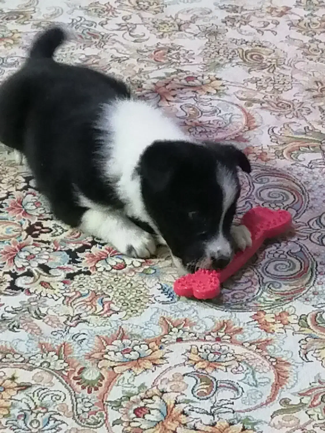 واگذاری سگ خانگی|سگ|شیراز, شهرک مهدیه|دیوار