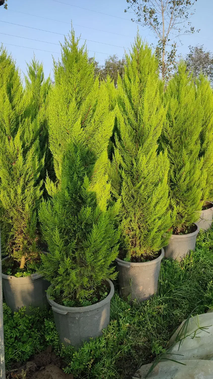 انواع گیاهان از جمله لاوسون و شمشاد و یاس هلندی|گل و گیاه طبیعی|عباسآباد, |دیوار