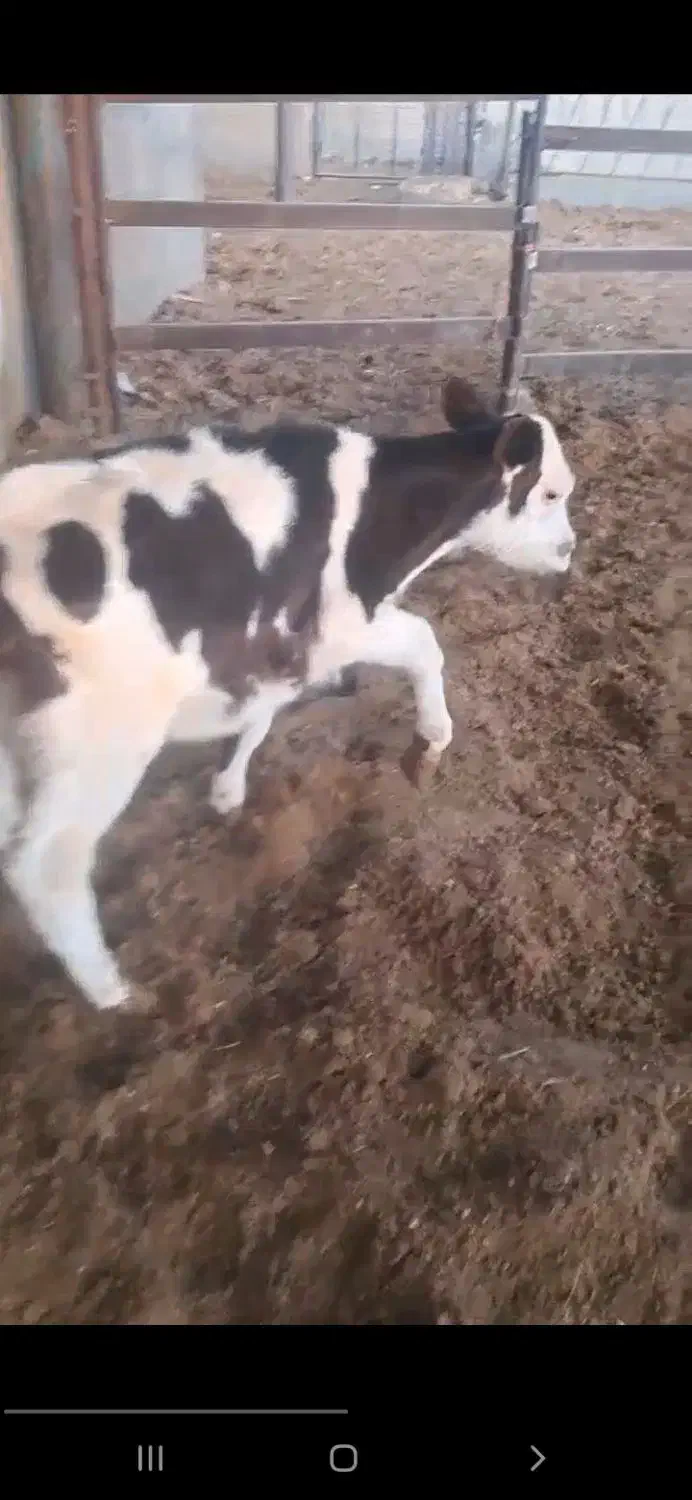 گوساله ماده سمینتال|حیوانات مزرعه|تربت جام, میان جام|دیوار