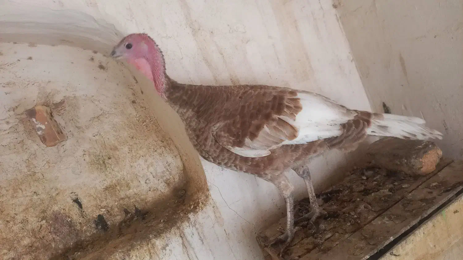 بوقلمون ماده|حیوانات مزرعه|تفت, |دیوار