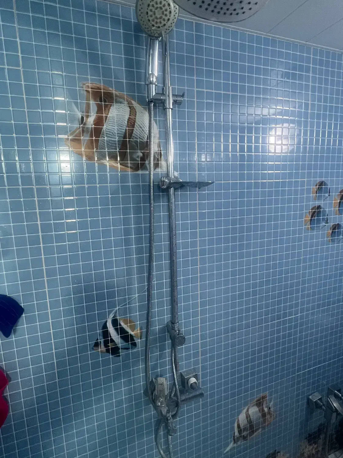 ست شیر الات و توالت فرنگی|لوازم سرویس بهداشتی|مبارکه, |دیوار