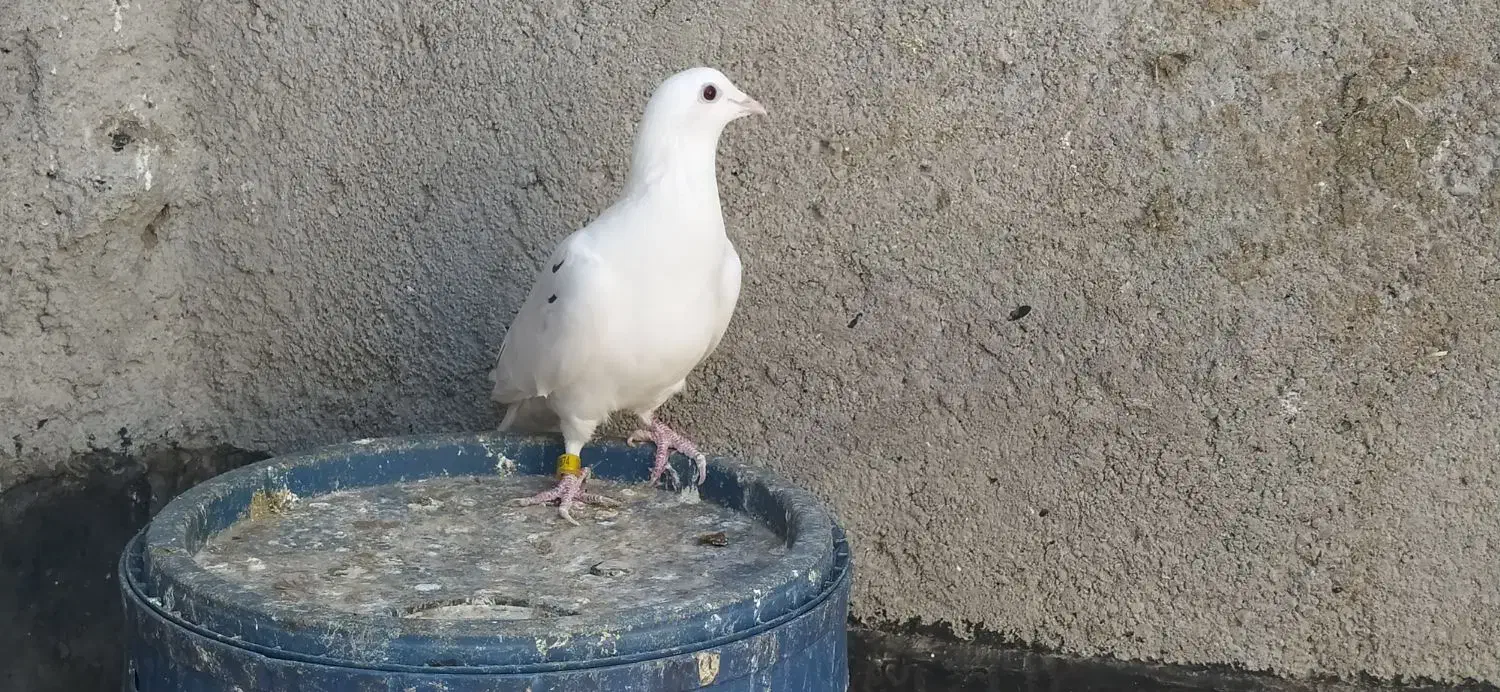 طرح فرش کبوتر|فرش|مشهد, مقصود آباد|دیوار