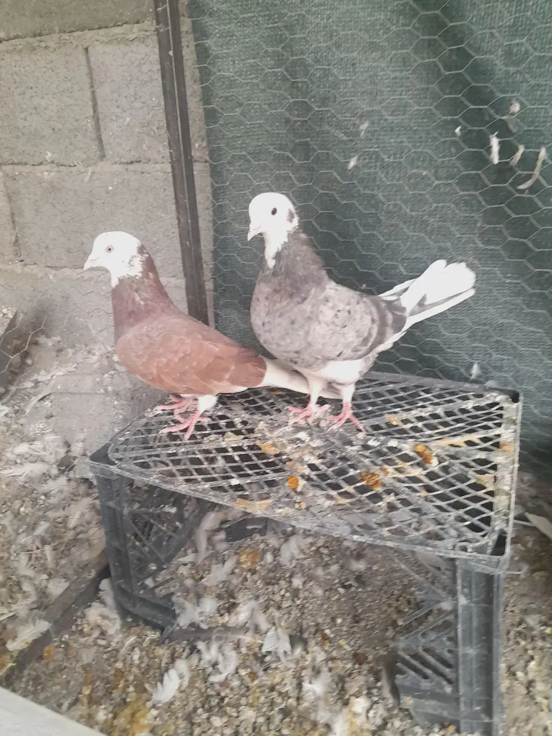 کفتر|پرنده|قم, علی آباد سعدگان|دیوار