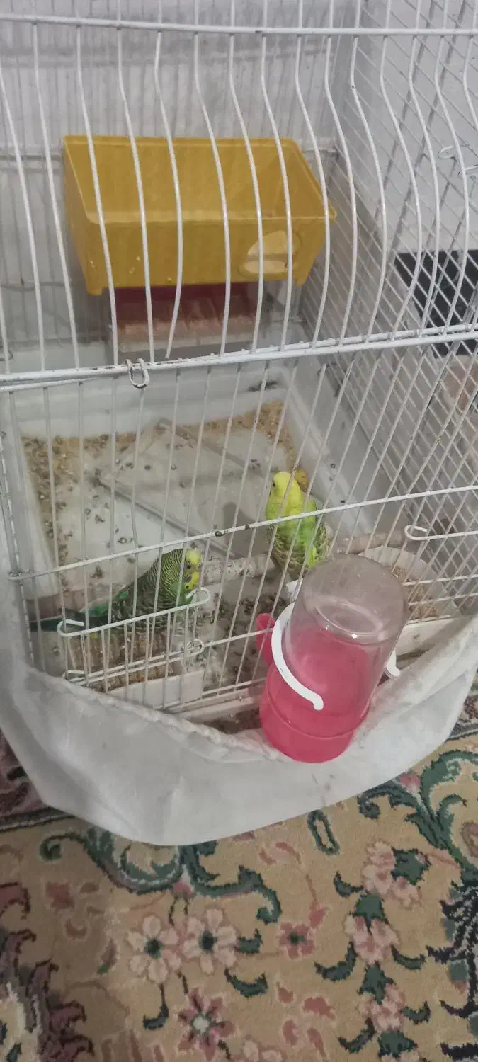 مرغ عشق|پرنده|کوهدشت, |دیوار