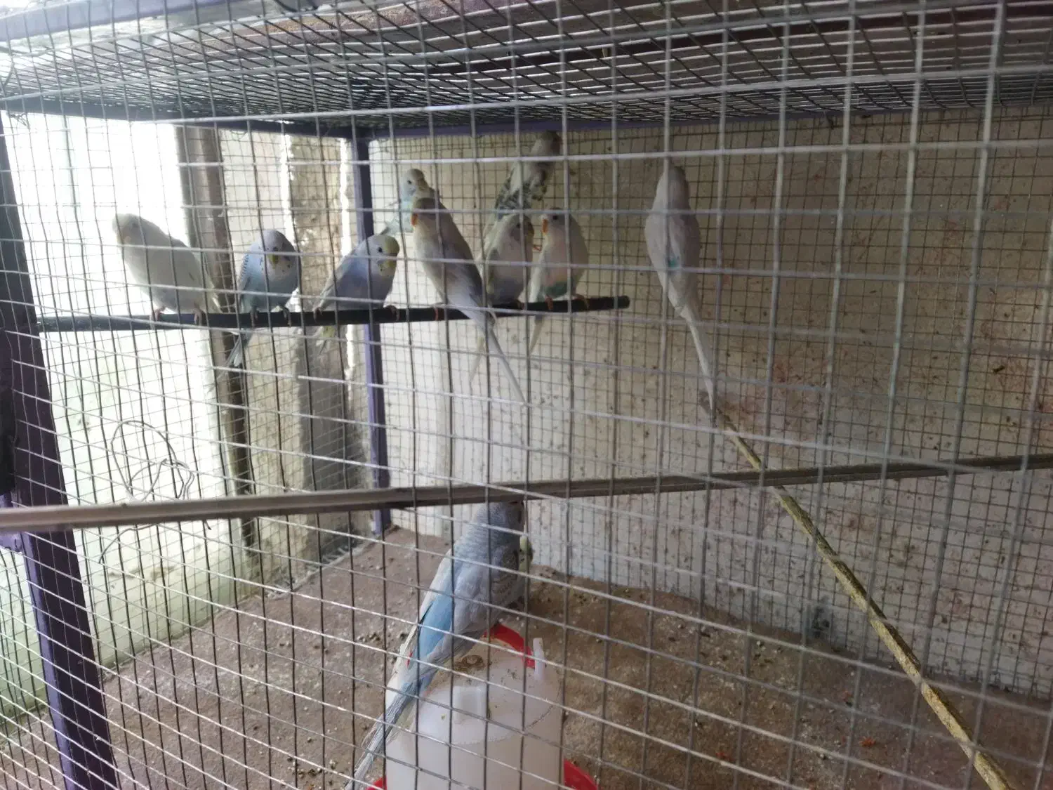 مرغ عشق|پرنده|کردیان, |دیوار