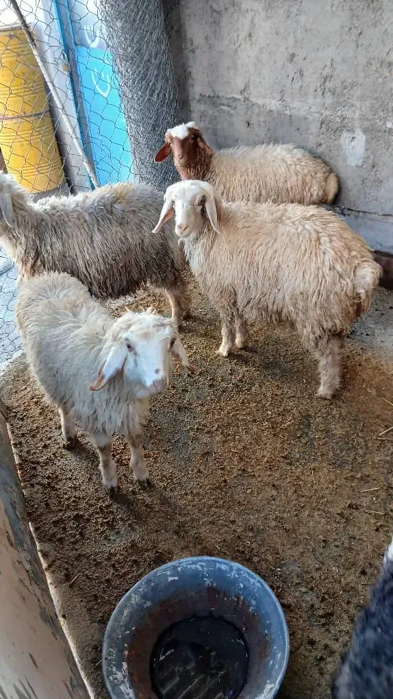 گوسفند پرواری|حیوانات مزرعه|ایوان, |دیوار