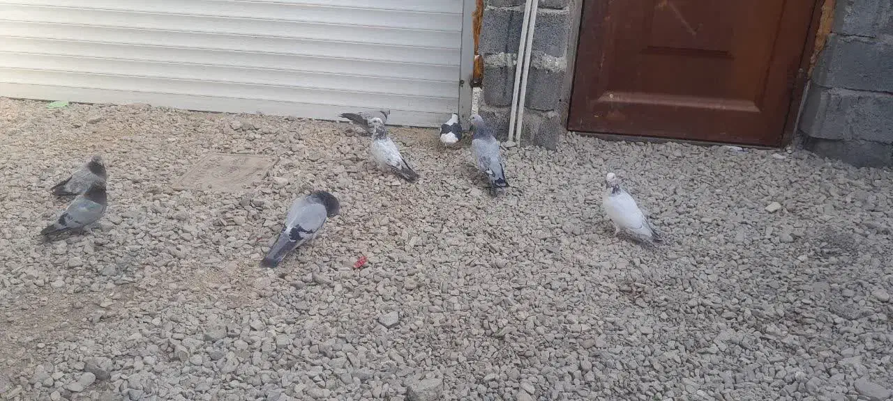 کفترفروشی|پرنده|طبس, |دیوار