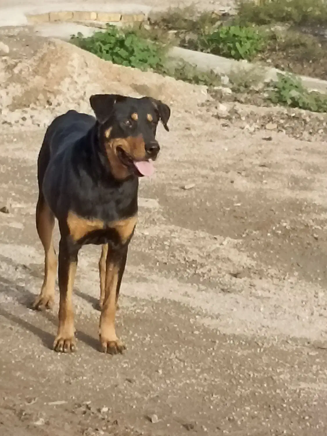 دوبرمن ماده|سگ|بهبهان, |دیوار