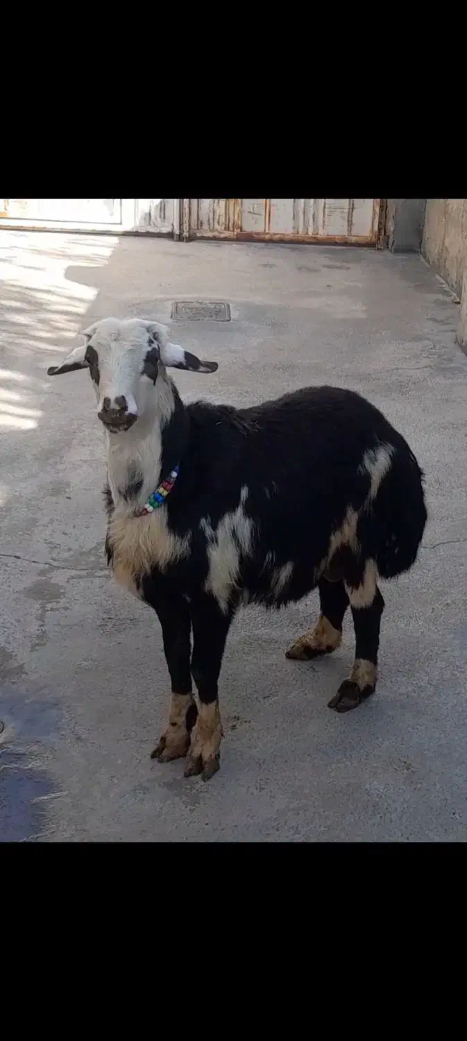 بره قوچ عتیقه|حیوانات مزرعه|بروجرد, |دیوار