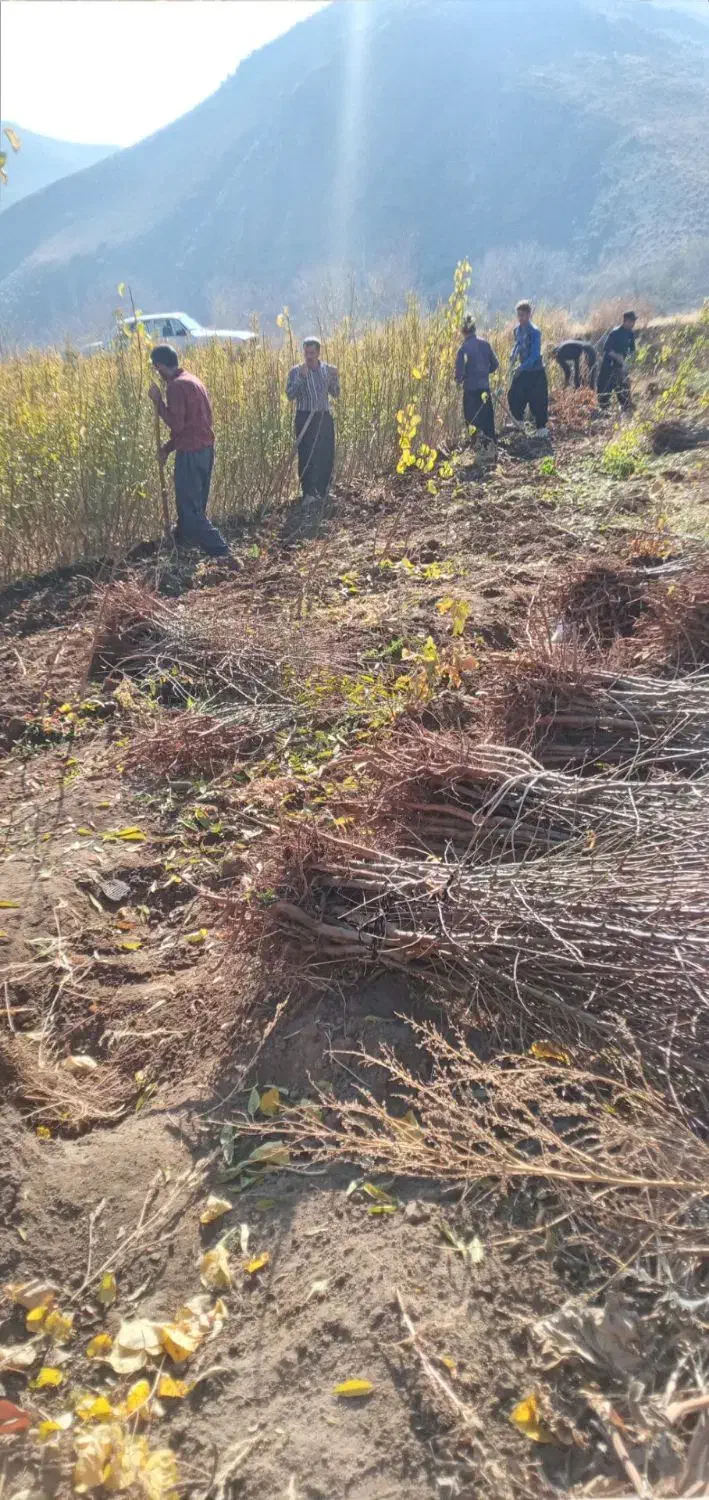 نهالستان|گل و گیاه طبیعی|هوراند, |دیوار