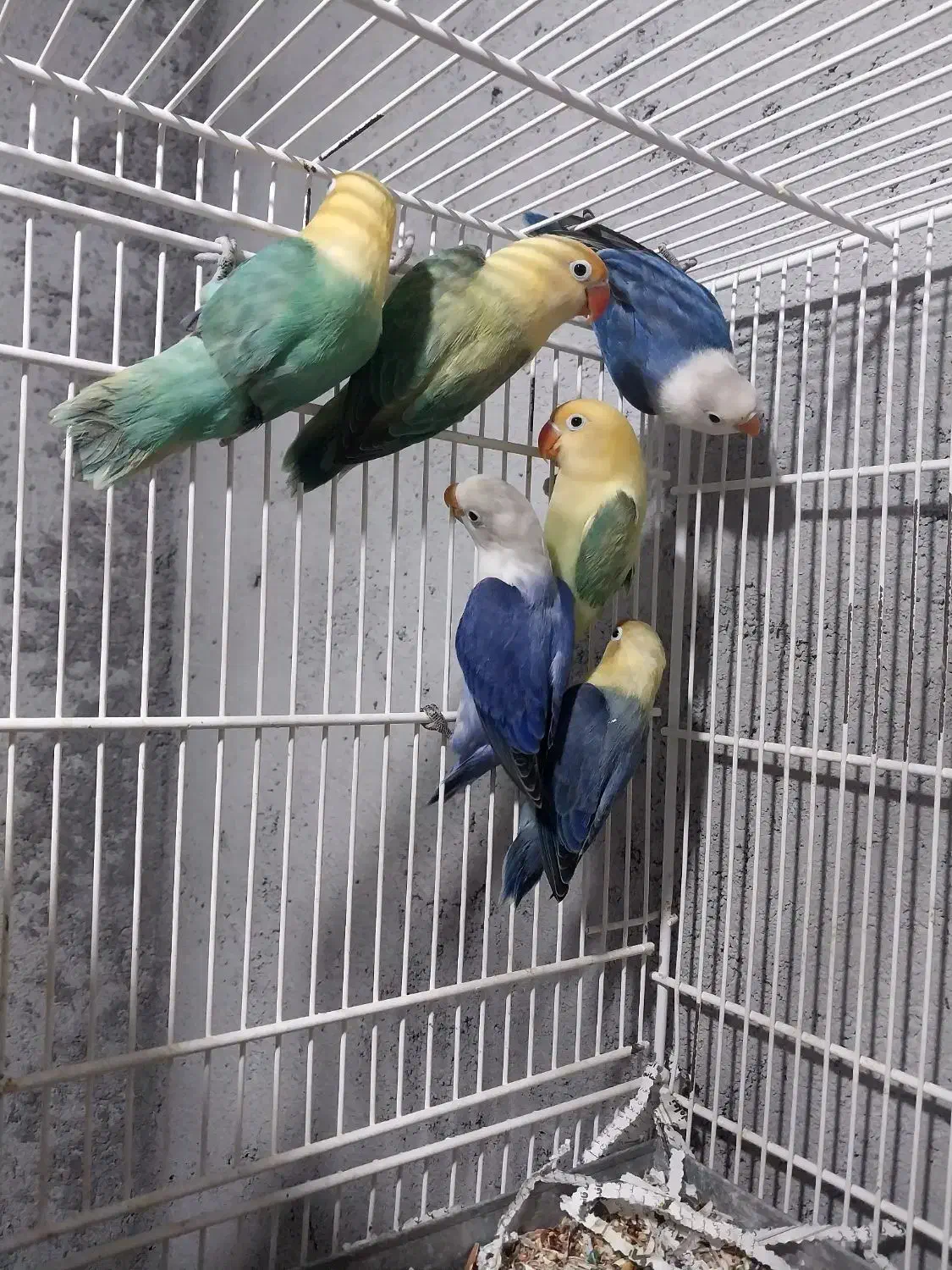 کتوله برزیلی فروشی|پرنده|میناب, |دیوار